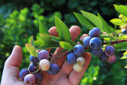 blueberry cultivation 